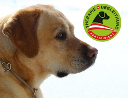 Suki: staatlich geprüfter Therapie-Begleithund