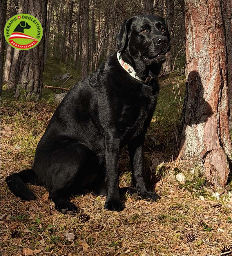 zertifizierter therapiehund team bayern zertifizierter Therapiebegleithund Maggy